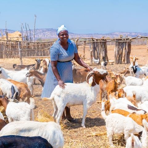 Christine Mudzingwa standing in the middle of her 55 goats on her farm in Buhera, Zimbabwe.