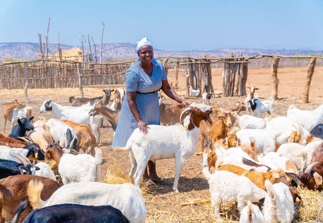 Christine Mudzingwa standing in the middle of her 55 goats on her farm in Buhera, Zimbabwe.