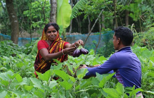 A woman in a red and yellow sari picking aubergines in a field of green foliage.