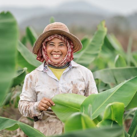 A smiling woman working in a banana plantation in Kampot province, Cambodia.