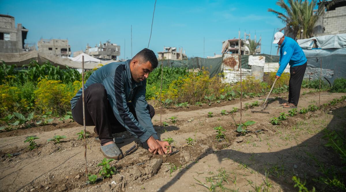A man planting a mint seedling and in the background a man raking the land.