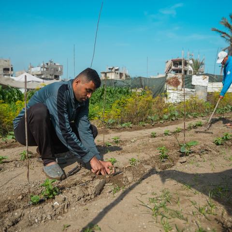 A man planting a mint seedling and in the background a man raking the land.