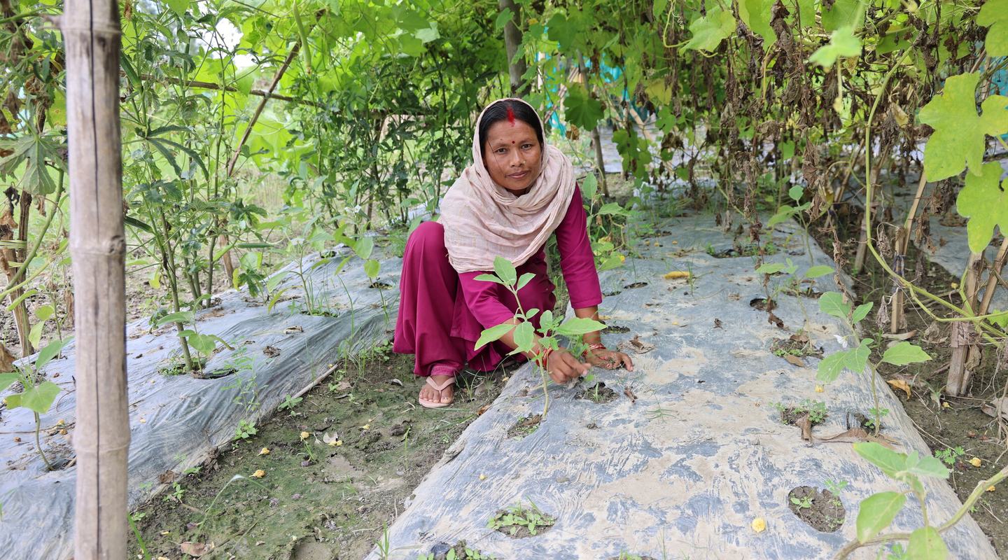 A woman wearing a dark pink dress, a light pink headscarf and flip flops is crouching down, tending to the vegetables she grows on her farm in Bishrampur, Nepal.
