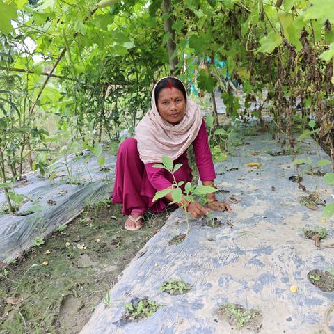 A woman wearing a dark pink dress, a light pink headscarf and flip flops is crouching down, tending to the vegetables she grows on her farm in Bishrampur, Nepal.