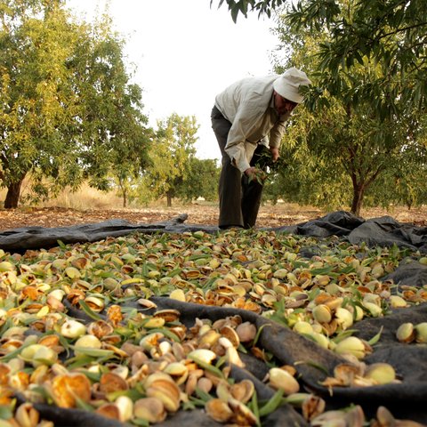 A farmer stands over his almonds outside harvesting them.