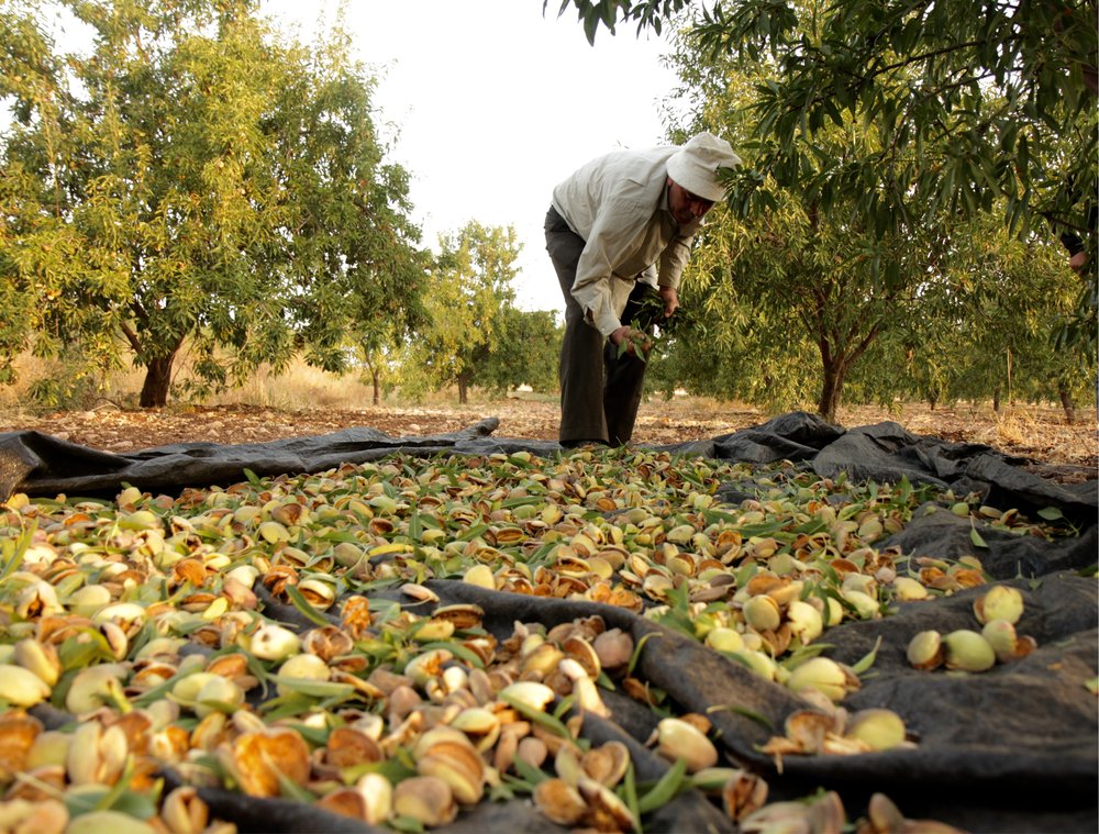 A farmer stands over his almonds outside harvesting them.