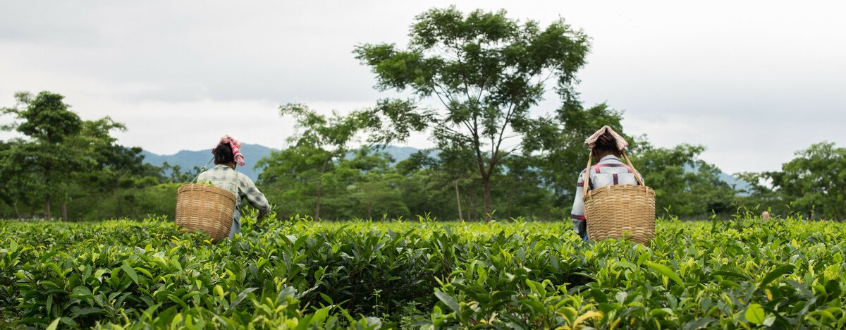 Women picking tea. Photo: Roanna Rahman/ Oxfam India