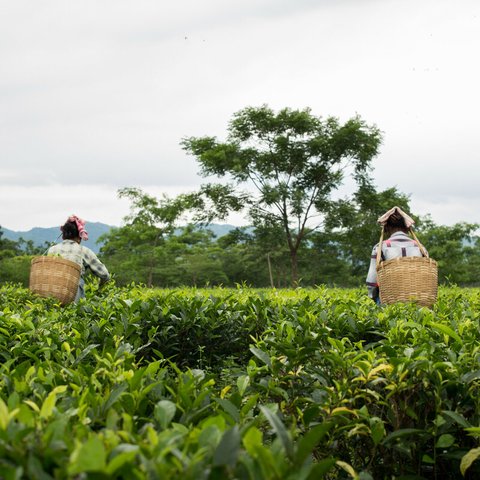 Women picking tea. Photo: Roanna Rahman/ Oxfam India