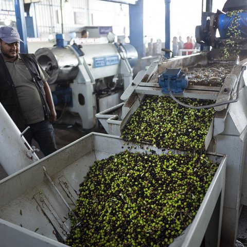 Ammar's olives travel through the press