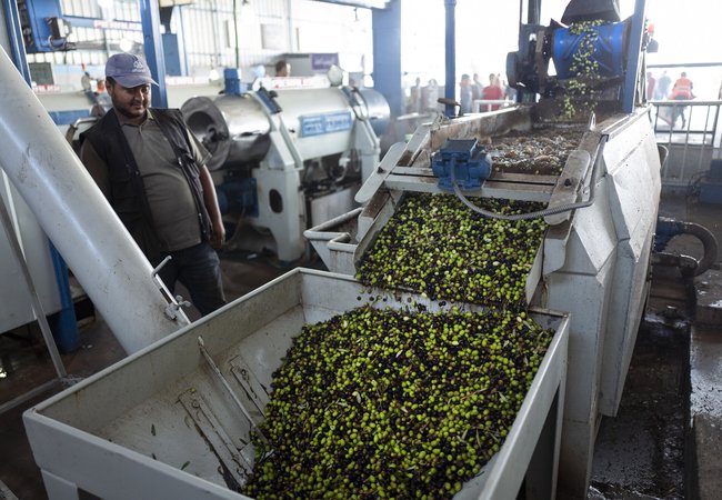 Ammar's olives travel through the press