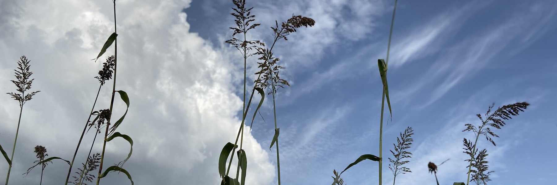 Crops