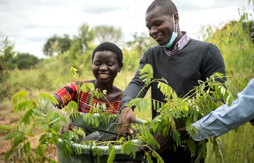 Jessy Nkhoma and Isaac Mzembe arrange tree seedlings