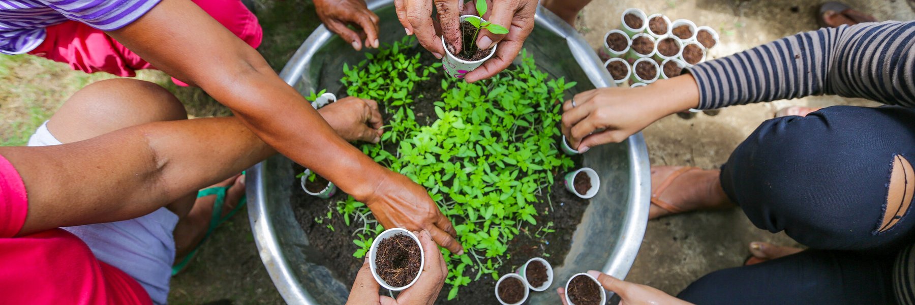 Many hands transplanting seedlings.