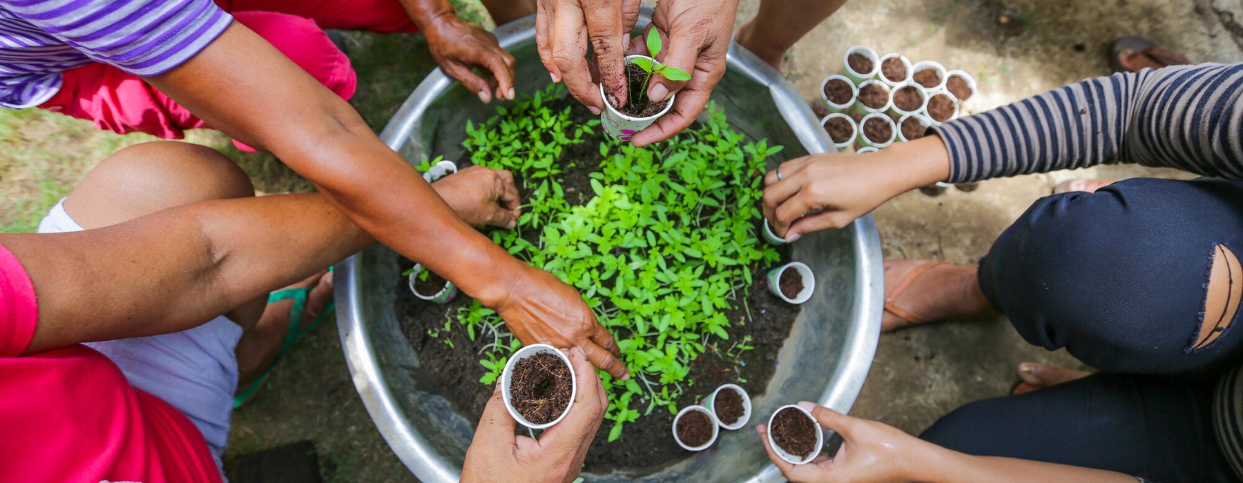 Many hands transplanting seedlings.