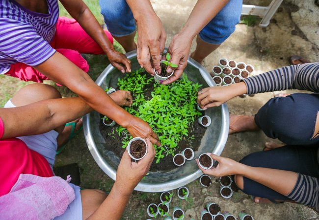 Many hands transplanting seedlings.