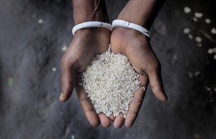 Rice in Niyoti's hands