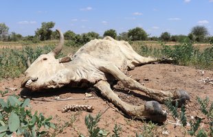 Carcass of a dead cow in the drought-affected village of dhoobley near Kismayo town in jubaland state.