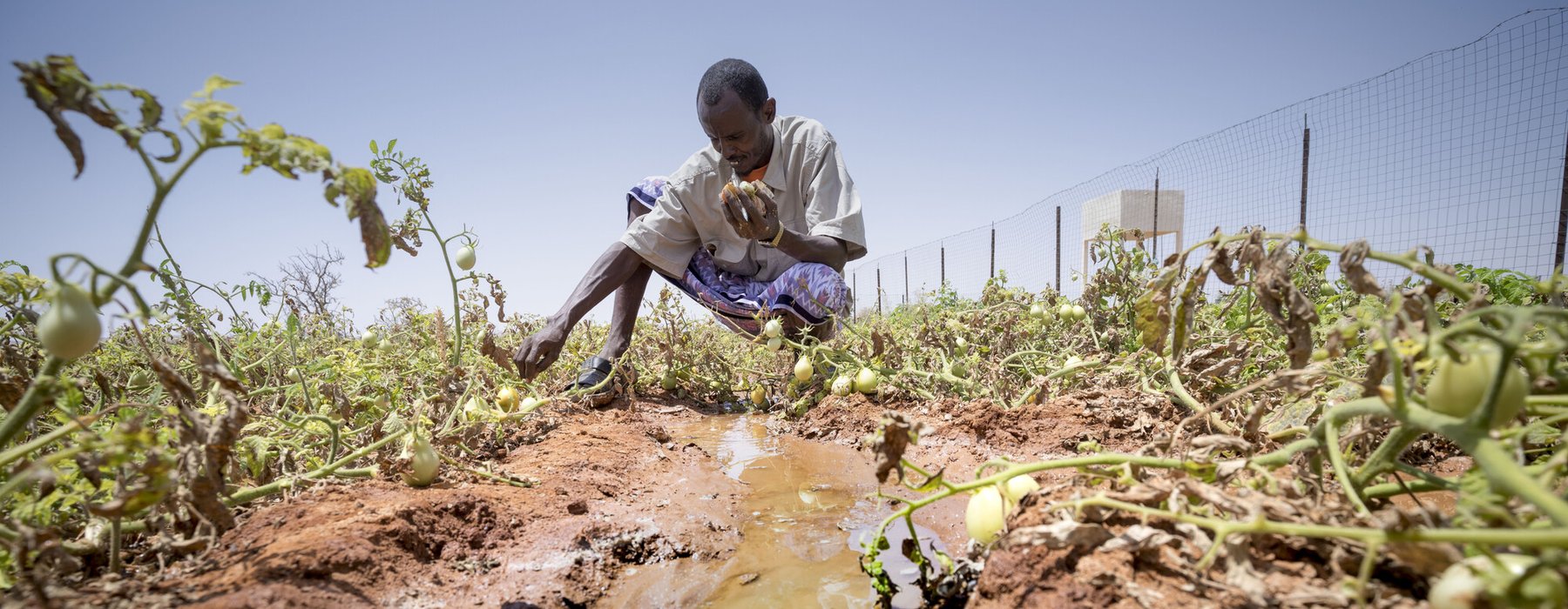 36 year-old Somalian Faisal Yusuf bends down to tend to his tomato crops.