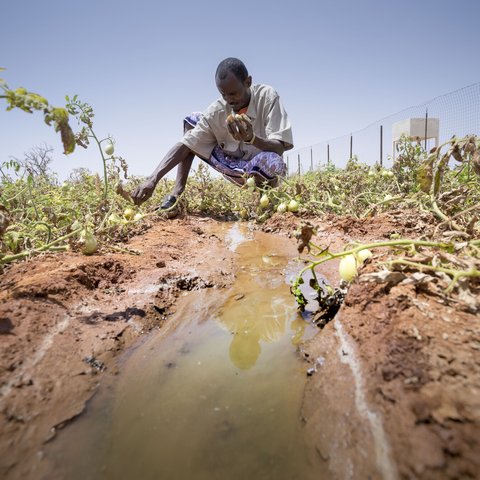 36 year-old Somalian Faisal Yusuf bends down to tend to his tomato crops.