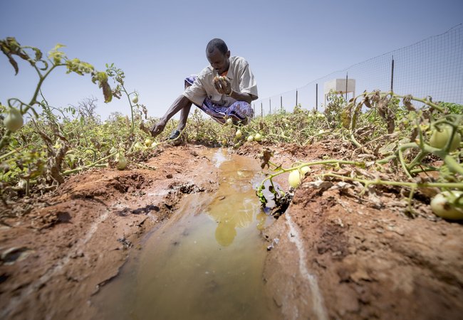 36 year-old Somalian Faisal Yusuf bends down to tend to his tomato crops.