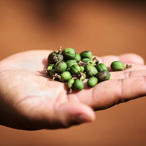 Worker handles coffee fruits.
