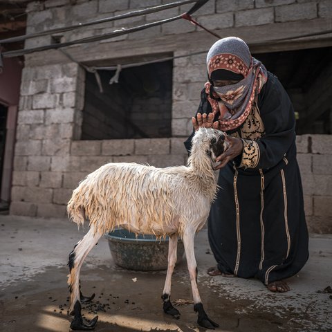 Fawzia in Abyan, Yemen, with one of the goats that her Oxfam cash grant allowed her to purchase.