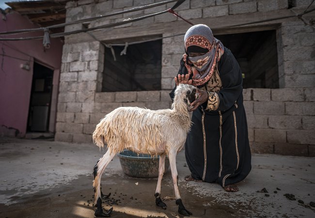 Fawzia in Abyan, Yemen, with one of the goats that her Oxfam cash grant allowed her to purchase.