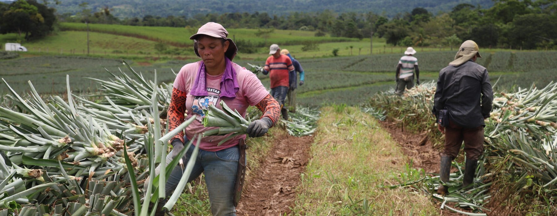 Pineapple workers in Costa Rica