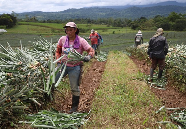 Pineapple workers in Costa Rica