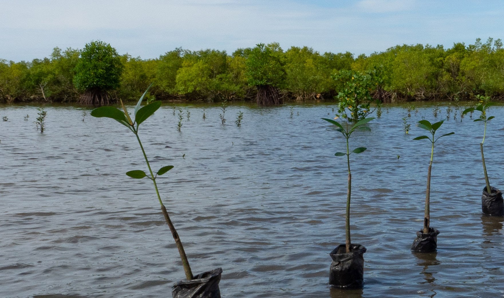Newly planted saplings in a mangrove swamp in the Philippines