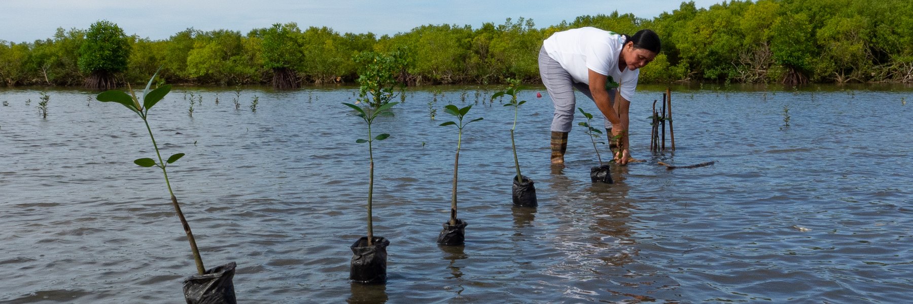 A woman plans saplings in a mangrove swamp in the Philippines.