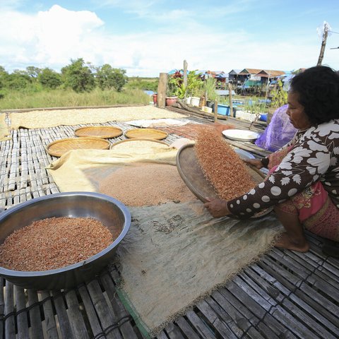 A Cambodian woman from the Kampong Phluk commune preparing shrimp for the drying process as part of the project from FACT (Oxfam’s local partner) to increase value of fish produced in the area. Credit: Banung Ou\Oxfam