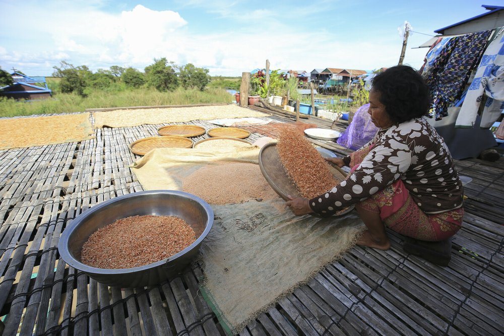 A Cambodian woman from the Kampong Phluk commune preparing shrimp for the drying process as part of the project from FACT (Oxfam’s local partner) to increase value of fish produced in the area. Credit: Banung Ou\Oxfam
