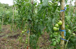 Tomato crops grown by a young female farmer in Vanuatu
