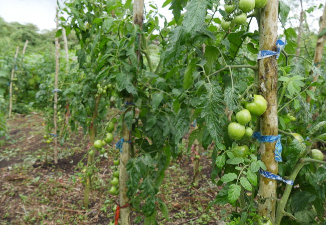 Tomato crops grown by a young female farmer in Vanuatu