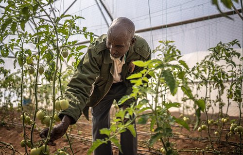 Ali Shire Omar is in a greenhouse looking at green tomatoes.