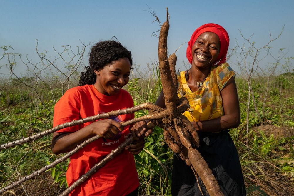 Joevetah (in red shirt) and Daniella (red headscarf) harvesting cassava in Port Loko, Sierra Leone.