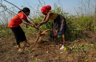Joevetah and Daniella harvesting cassava on FEMINET's 14 acre farm in Port Loko, Sierra Leone.