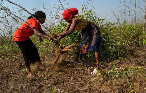 Joevetah and Daniella harvesting cassava on FEMINET's 14 acre farm in Port Loko, Sierra Leone.