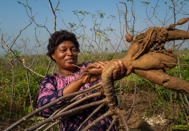 Magdalene holds a massive cassava plant which is like a big brown bark-coloured root.