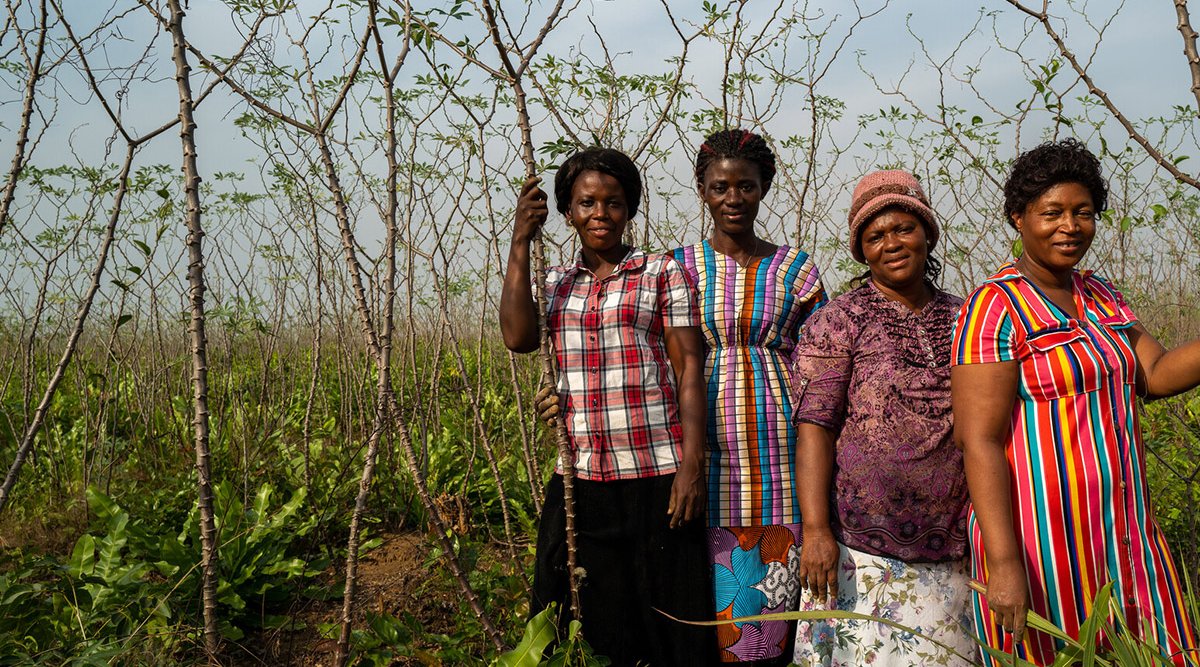 Mariatu, Aminata, Ramatu and Magdaleneon their 14 acre cassava farm in Sierra Leone.