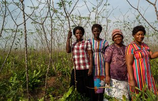 Mariatu, Aminata, Ramatu and Magdaleneon their 14 acre cassava farm in Sierra Leone.