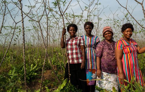 Mariatu, Aminata, Ramatu and Magdaleneon their 14 acre cassava farm in Sierra Leone.