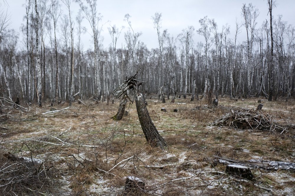 Burnt and destroyed trees