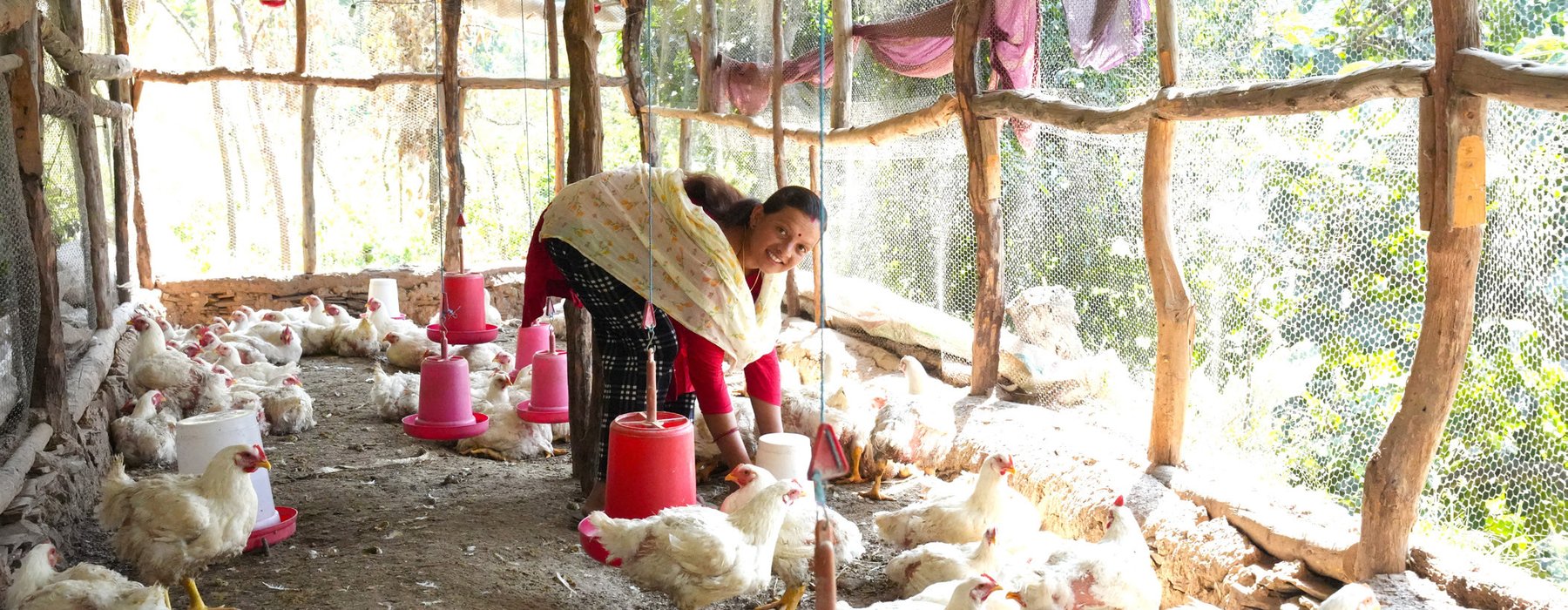 Nirmala feeds her chickens at the poultry farm business that she established in Sudurpashchim Province, Nepal.