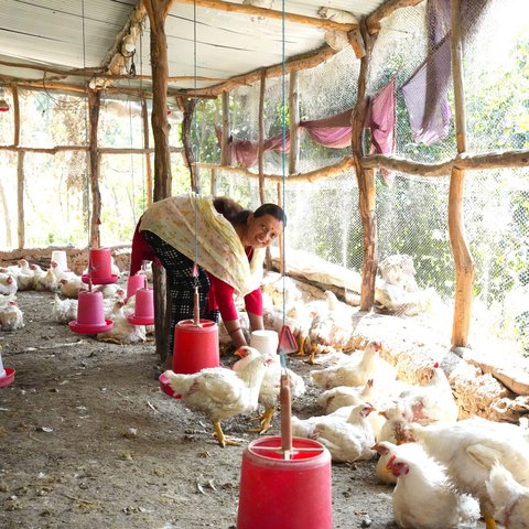Nirmala feeds her chickens at the poultry farm business that she established in Sudurpashchim Province, Nepal.
