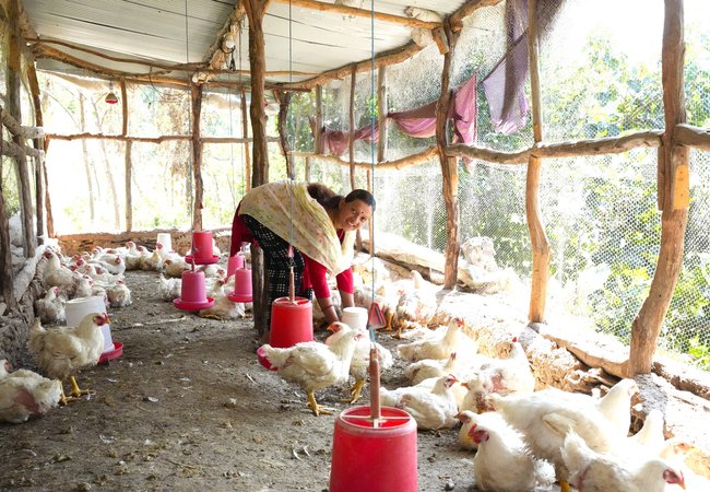 Nirmala feeds her chickens at the poultry farm business that she established in Sudurpashchim Province, Nepal.