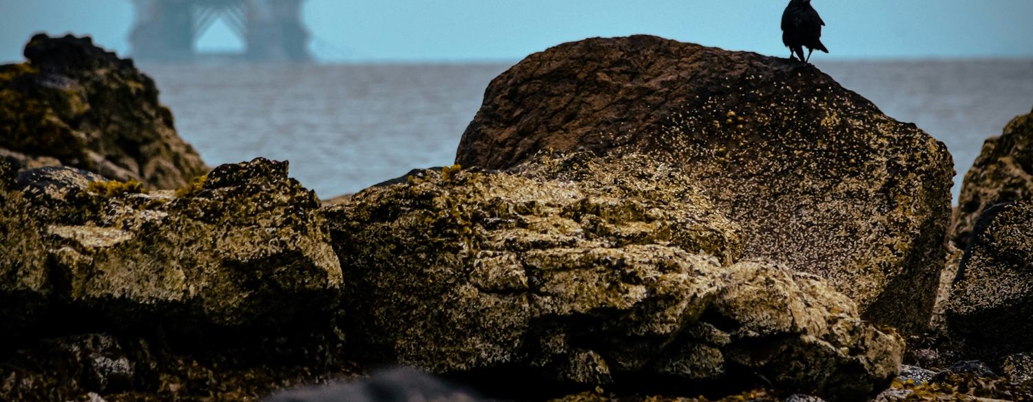 Oil rig on the horizon in the sea. Foreground is rocks and a bird perched on one.