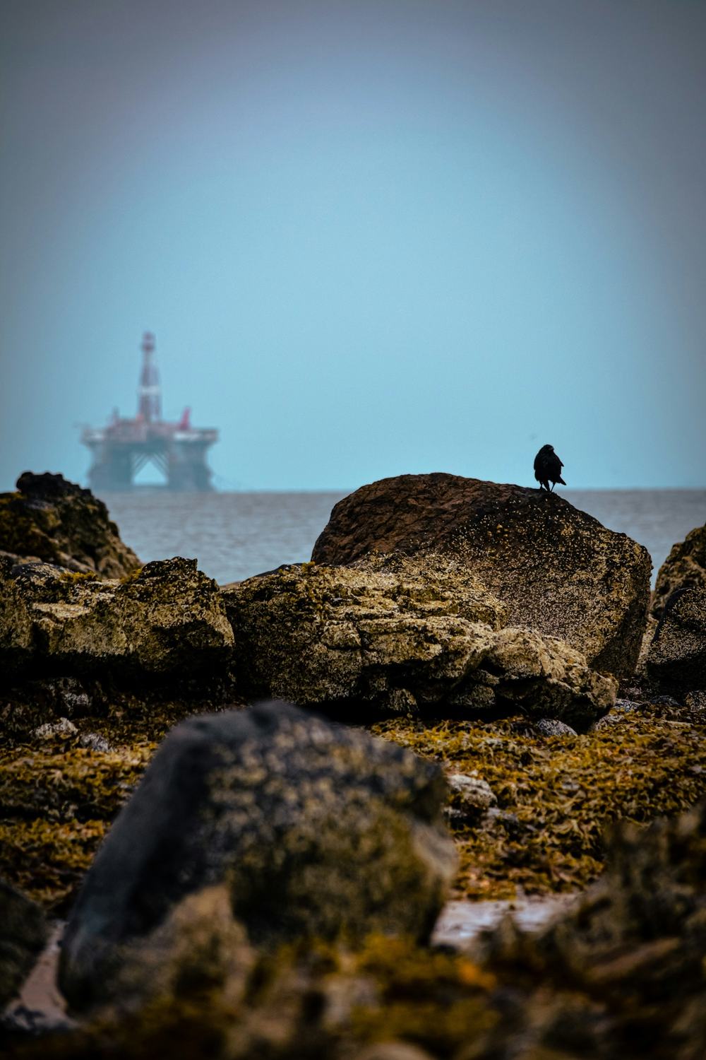 Oil rig on the horizon in the sea. Foreground is rocks and a bird perched on one.