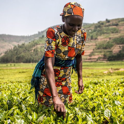 Virginie Mukagatare in her tea plantation in Rwanda.